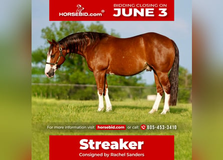 American Quarter Horse, Wałach, 8 lat, 147 cm, Cisawa