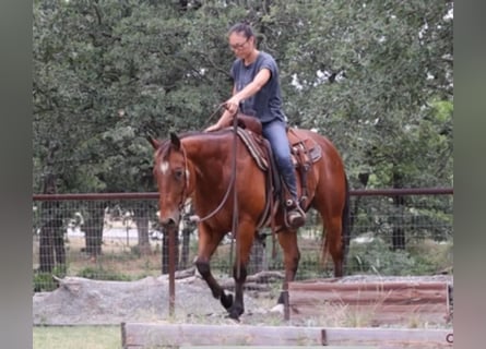 American Quarter Horse, Wałach, 8 lat, 150 cm, Gniada