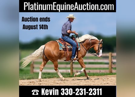 American Quarter Horse, Wałach, 8 lat, 150 cm, Izabelowata