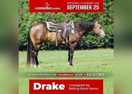 American Quarter Horse, Wałach, 8 lat, 150 cm, Jelenia