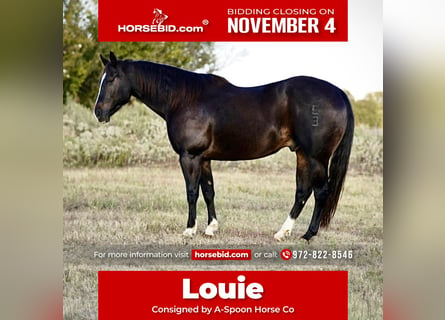 American Quarter Horse, Wałach, 8 lat, 150 cm, Kara