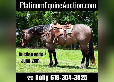 American Quarter Horse, Wałach, 8 lat, 152 cm, Gniadodereszowata