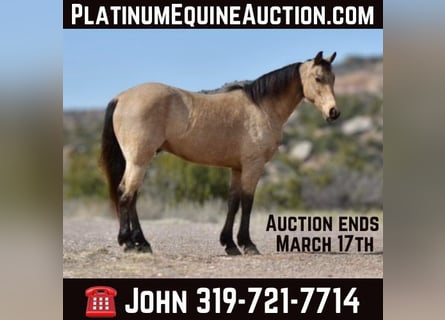 American Quarter Horse, Wałach, 8 lat, 152 cm, Jelenia