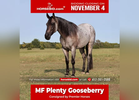 American Quarter Horse, Wałach, 8 lat, 152 cm, Karodereszowata