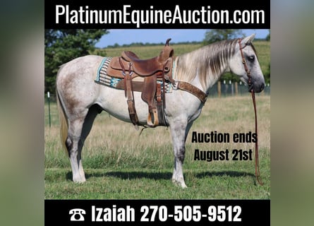 American Quarter Horse, Wałach, 8 lat, 152 cm, Siwa