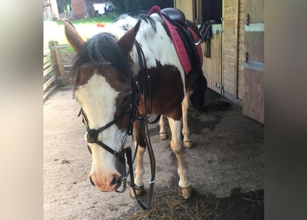 American Quarter Horse Mix, Wałach, 8 lat, 152 cm, Srokata