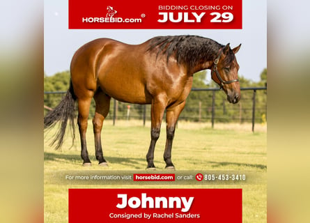 American Quarter Horse, Wałach, 8 lat, 155 cm, Gniada