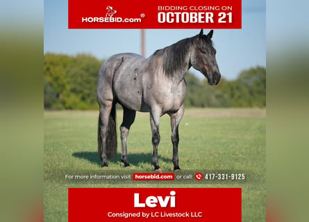 American Quarter Horse, Wałach, 8 lat, 155 cm, Karodereszowata