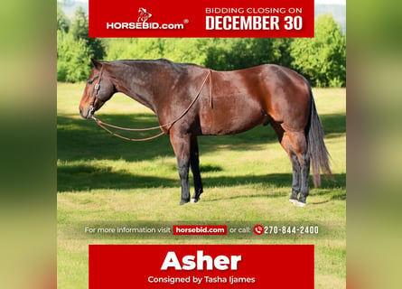 American Quarter Horse, Wałach, 8 lat, 163 cm, Gniada