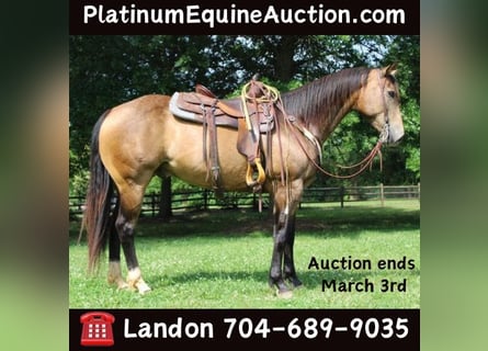 American Quarter Horse, Wałach, 8 lat, 165 cm, Jelenia