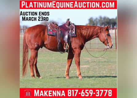 American Quarter Horse, Wałach, 8 lat, Cisawa