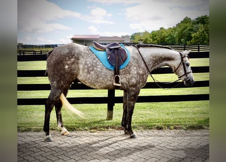 American Quarter Horse, Wałach, 8 lat, Siwa