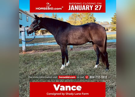 American Quarter Horse Mix, Wałach, 9 lat, 137 cm, Jelenia