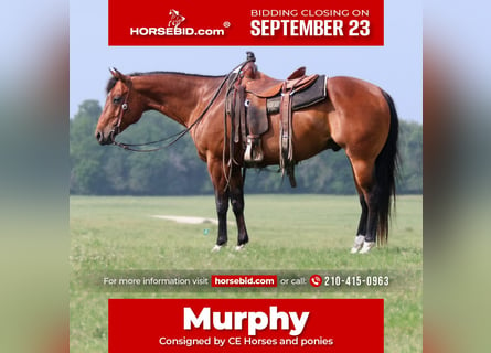 American Quarter Horse, Wałach, 9 lat, 150 cm, Gniada