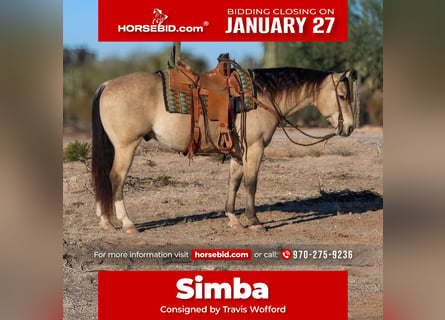 American Quarter Horse, Wałach, 9 lat, 150 cm, Jelenia