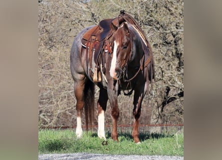 American Quarter Horse, Wałach, 9 lat, 152 cm, Kasztanowatodereszowata