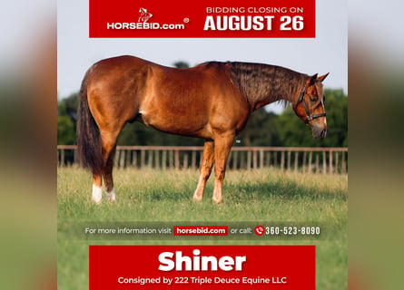 American Quarter Horse, Wałach, 9 lat, 155 cm, Kasztanowata