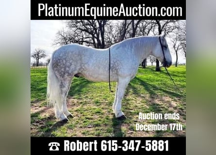 American Quarter Horse, Wałach, 9 lat, 155 cm, Siwa jabłkowita