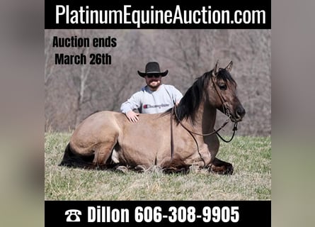 American Quarter Horse, Wałach, 9 lat, 157 cm, Grullo