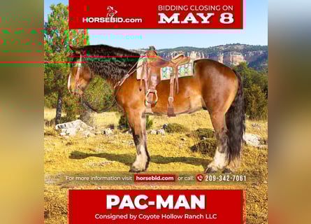 American Quarter Horse Mix, Wałach, 9 lat, Gniada