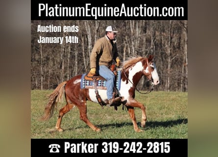 American Quarter Horse, Wallach, 10 Jahre, 145 cm, Overo-alle-Farben