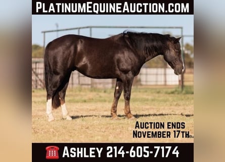 American Quarter Horse, Wallach, 10 Jahre, 147 cm, Dunkelfuchs