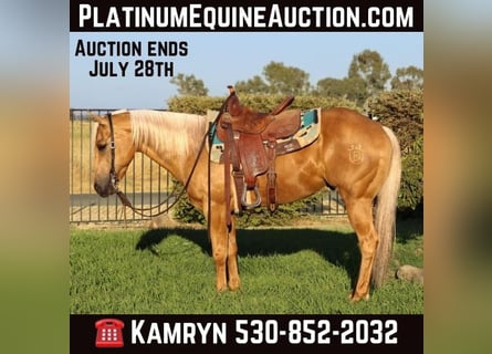 American Quarter Horse, Wallach, 10 Jahre, 147 cm, Palomino
