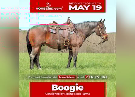 American Quarter Horse, Wallach, 10 Jahre, 147 cm, Roan-Bay