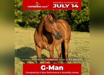 American Quarter Horse, Wallach, 10 Jahre, 147 cm, Rotbrauner