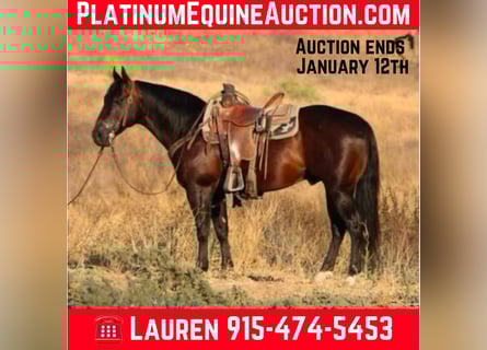 American Quarter Horse, Wallach, 10 Jahre, 147 cm, Rotbrauner