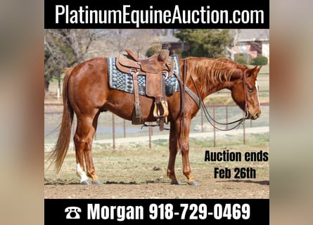American Quarter Horse, Wallach, 10 Jahre, 147 cm, Rotfuchs