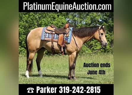American Quarter Horse, Wallach, 10 Jahre, 150 cm, Buckskin