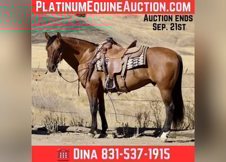 American Quarter Horse, Wallach, 10 Jahre, 150 cm, Falbe