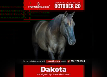 American Quarter Horse, Wallach, 10 Jahre, 150 cm, Grullo