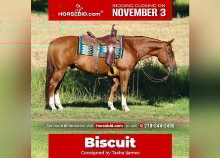 American Quarter Horse, Wallach, 10 Jahre, 150 cm, Rotfuchs