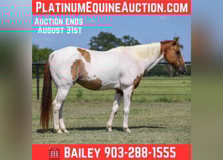American Quarter Horse, Wallach, 10 Jahre, 150 cm, Tobiano-alle-Farben