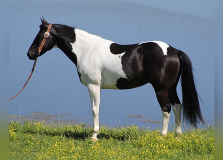 American Quarter Horse, Wallach, 10 Jahre, 150 cm, Tobiano-alle-Farben