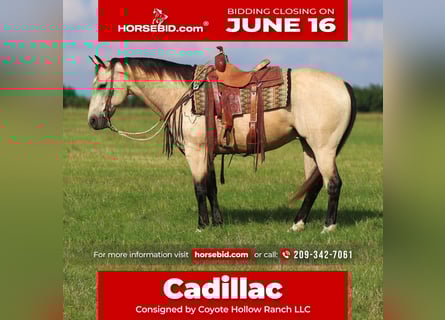 American Quarter Horse, Wallach, 10 Jahre, 152 cm, Buckskin