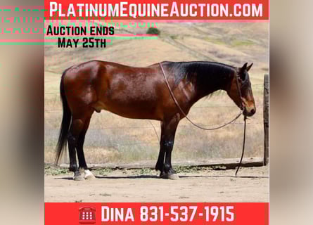 American Quarter Horse, Wallach, 10 Jahre, 152 cm, Buckskin