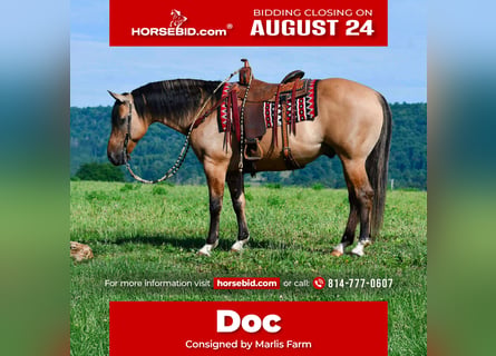 American Quarter Horse, Wallach, 10 Jahre, 152 cm, Buckskin