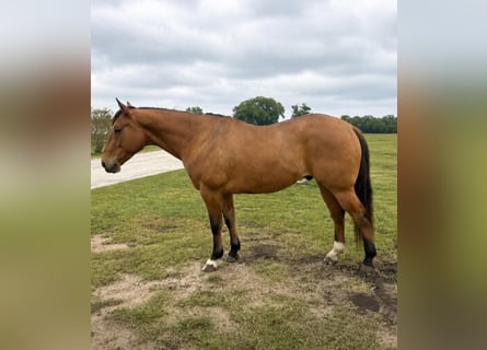 American Quarter Horse, Wallach, 10 Jahre, 152 cm, Falbe