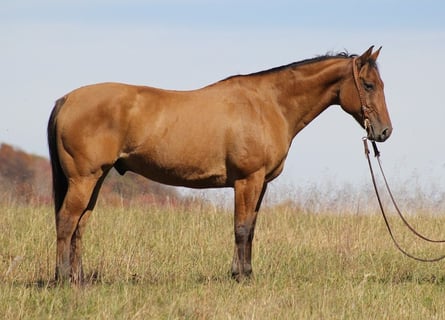 American Quarter Horse, Wallach, 10 Jahre, 152 cm, Falbe