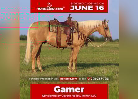 American Quarter Horse, Wallach, 10 Jahre, 152 cm, Palomino