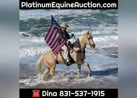 American Quarter Horse, Wallach, 10 Jahre, 152 cm, Palomino