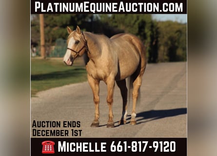 American Quarter Horse, Wallach, 10 Jahre, 152 cm, Palomino