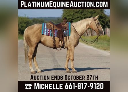 American Quarter Horse, Wallach, 10 Jahre, 152 cm, Palomino