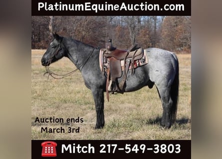 American Quarter Horse, Wallach, 10 Jahre, 152 cm, Roan-Blue