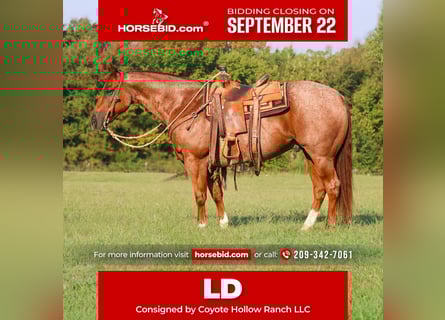 American Quarter Horse, Wallach, 10 Jahre, 152 cm, Roan-Red