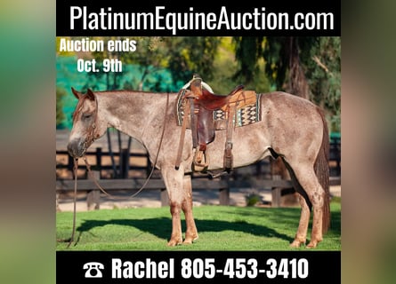 American Quarter Horse, Wallach, 10 Jahre, 152 cm, Roan-Red