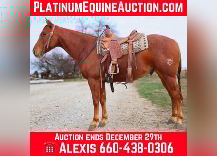 American Quarter Horse, Wallach, 10 Jahre, 152 cm, Roan-Red